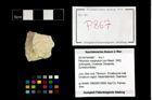 Foto (Objekt + Etikett) von Pithonoton marginatum (von Meyer, 1842)  (NHMW-GEO-2014-0194-0867)